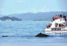 Samaná: más que ballenas jorobadas