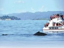 Samaná: más que ballenas jorobadas