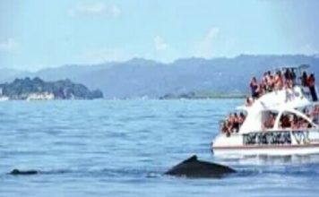 Samaná: más que ballenas jorobadas
