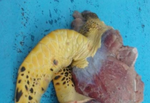 Cinco detenidos por muerte de tortuga Carey