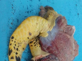 Cinco detenidos por muerte de tortuga Carey