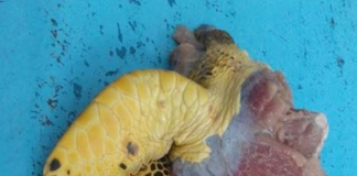 Cinco detenidos por muerte de tortuga Carey