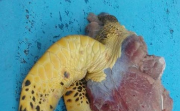 Cinco detenidos por muerte de tortuga Carey