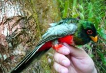 ¿Sabía usted que existe un ave quetzal en nuestra isla?