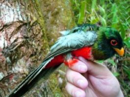 ¿Sabía usted que existe un ave quetzal en nuestra isla?