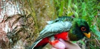 ¿Sabía usted que existe un ave quetzal en nuestra isla?