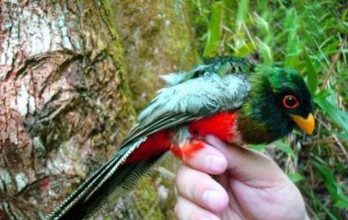 ¿Sabía usted que existe un ave quetzal en nuestra isla?