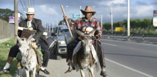 Peregrinos irán en burro desde Puerto Plata hasta el Palacio Nacional