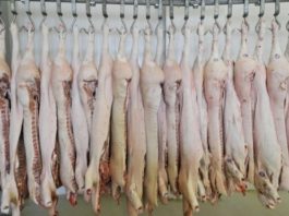 «Carne podrida y maquillada con productos cancerígenos»: el escándalo que sacude a las mayores empresas cárnicas de Brasil