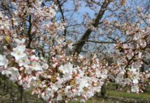 Llegó la Primavera!