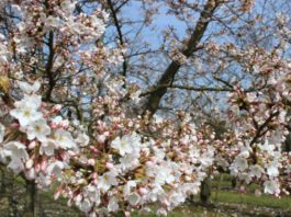 Llegó la Primavera!