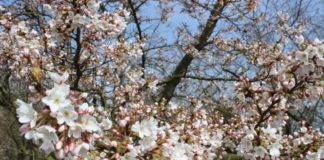 Llegó la Primavera!