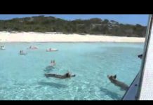 Pig Beach: La playa con cerdos nadadores existe y está en las Bahamas!!!