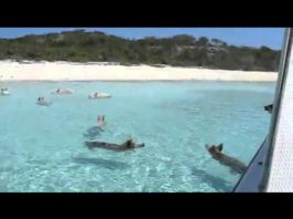 Pig Beach: La playa con cerdos nadadores existe y está en las Bahamas!!!