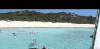 Pig Beach: La playa con cerdos nadadores existe y está en las Bahamas!!!