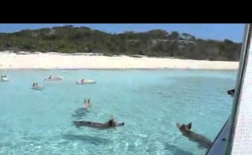 Pig Beach: La playa con cerdos nadadores existe y está en las Bahamas!!!