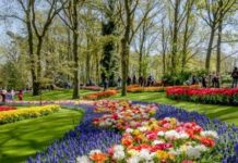 El Keukenhof en Holanda: El jardín de Europa en todo su esplendor!!!