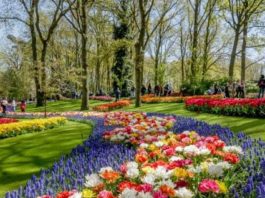 El Keukenhof en Holanda: El jardín de Europa en todo su esplendor!!!