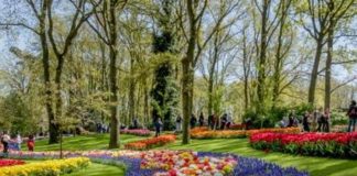 El Keukenhof en Holanda: El jardín de Europa en todo su esplendor!!!
