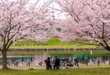 Tokio se tiñe de rosa con los cerezos en flor