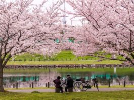 Tokio se tiñe de rosa con los cerezos en flor