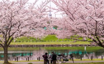 Tokio se tiñe de rosa con los cerezos en flor