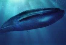 Qué es el peligroso juego de «La ballena azul» y por qué preocupa a las autoridades