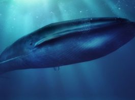 Qué es el peligroso juego de «La ballena azul» y por qué preocupa a las autoridades