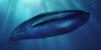 Qué es el peligroso juego de «La ballena azul» y por qué preocupa a las autoridades