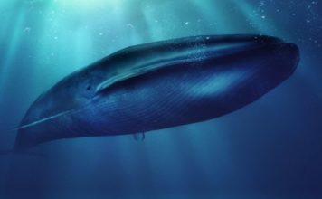 Qué es el peligroso juego de «La ballena azul» y por qué preocupa a las autoridades