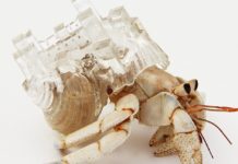 Artista hace refugios para cangrejos ermitaños