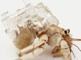 Artista hace refugios para cangrejos ermitaños