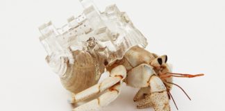 Artista hace refugios para cangrejos ermitaños