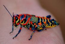 Conoce los animales con un color único en el mundo (+FOTOS)