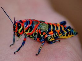 Conoce los animales con un color único en el mundo (+FOTOS)