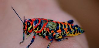 Conoce los animales con un color único en el mundo (+FOTOS)