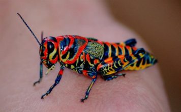 Conoce los animales con un color único en el mundo (+FOTOS)