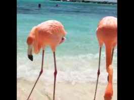 Conoce Isla Renaissance, en Aruba: La isla de los Flamencos!!!
