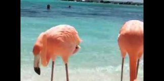 Conoce Isla Renaissance, en Aruba: La isla de los Flamencos!!!