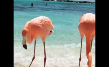 Conoce Isla Renaissance, en Aruba: La isla de los Flamencos!!!