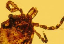 La inesperada contribución a la ciencia de un mono que vivió hace 15 millones de años en República Dominicana