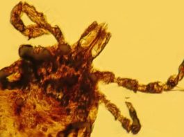 La inesperada contribución a la ciencia de un mono que vivió hace 15 millones de años en República Dominicana