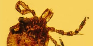 La inesperada contribución a la ciencia de un mono que vivió hace 15 millones de años en República Dominicana