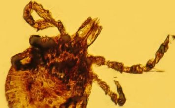 La inesperada contribución a la ciencia de un mono que vivió hace 15 millones de años en República Dominicana