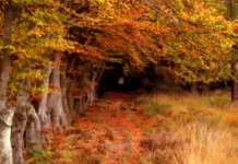 Hasta 13 millones de hectáreas de bosques desaparecen cada año por la acción del hombre