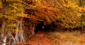 Hasta 13 millones de hectáreas de bosques desaparecen cada año por la acción del hombre