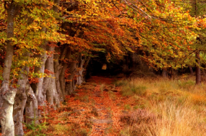 Hasta 13 millones de hectáreas de bosques desaparecen cada año por la acción del hombre