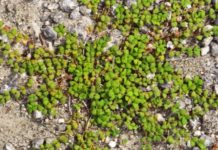 Por qué Miami tiene uno de los bosques más extraños de la Tierra