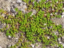 Por qué Miami tiene uno de los bosques más extraños de la Tierra