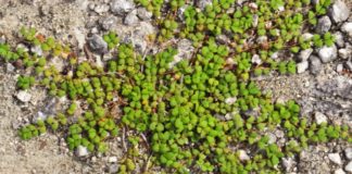 Por qué Miami tiene uno de los bosques más extraños de la Tierra